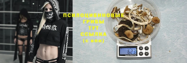 прущие грибы Алзамай